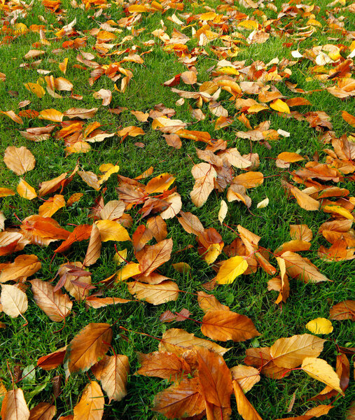 Fallen autumn leafs on a grass