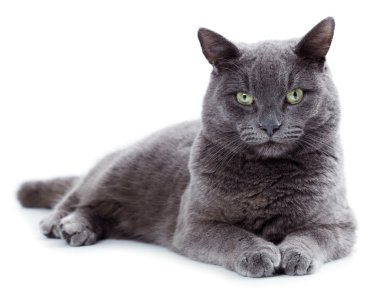 Yeşil gözlü Malta da İngiliz mavi kedi