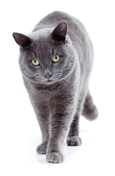 Grüne Augen maltesische Katze auch als britisch blau bekannt — Stockfoto