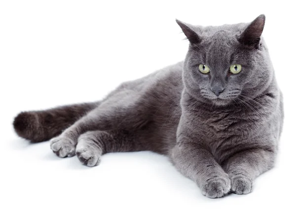 Green eyed Maltese cat also known as the British Blue — Stock Photo, Image