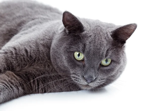 Zelené oči maltese kočka také Britská modrá — Stock fotografie