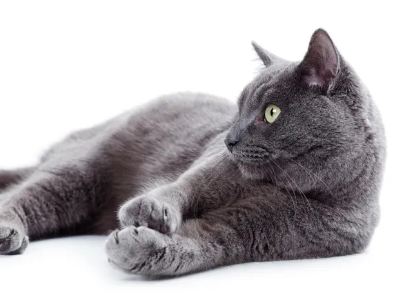 Green eyed Maltese cat also known as the British Blue — Stock Photo, Image