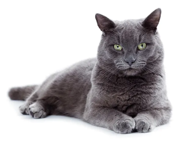 Green eyed Maltese cat also known as the British Blue — Stock Photo, Image