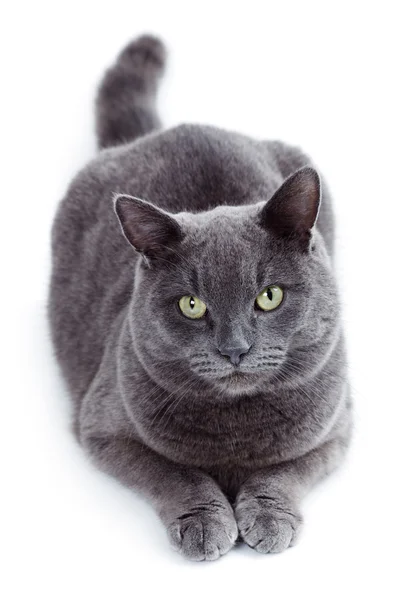 Зелені очі Мальтійська кішка також британських Синій — стокове фото
