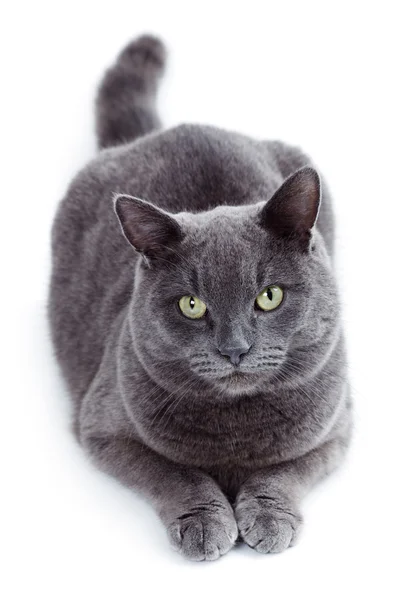 Green eyed Maltese cat also known as the British Blue — Stock Photo, Image