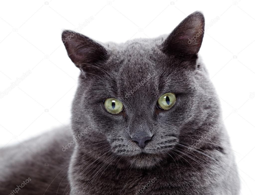Green Eyed Maltese Cat Also Known As The British Blue Stock