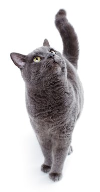 Yeşil gözlü Malta da İngiliz mavi kedi