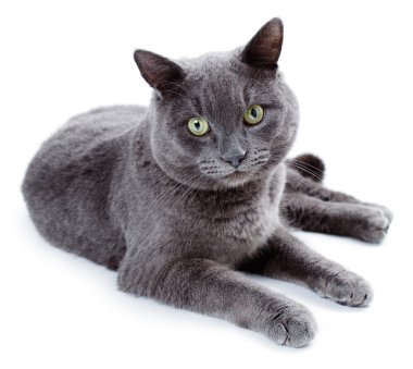 Yeşil gözlü Malta da İngiliz mavi kedi