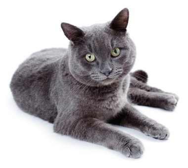 Green eyed Maltese cat also known as the British Blue clipart