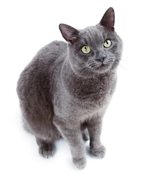 Green eyed Maltesiska katt också känd som den brittiska blå — Stockfoto