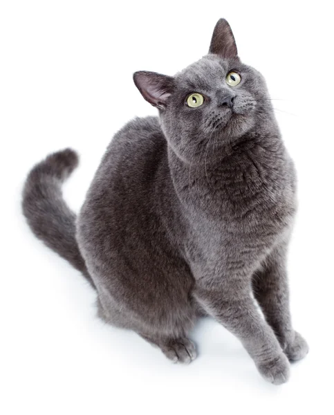 Grüne Augen maltesische Katze auch als britisch blau bekannt — Stockfoto