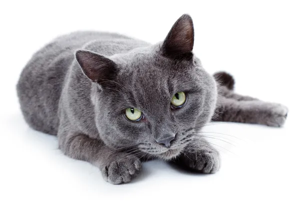 Green eyed Maltese cat also known as the British Blue — Stock Photo, Image