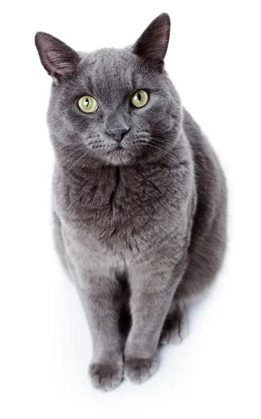 Green eyed Maltese cat also known as the British Blue — Stock Photo, Image