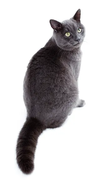 绿色的眼睛的马耳他也被称为猫英国蓝 — 图库照片
