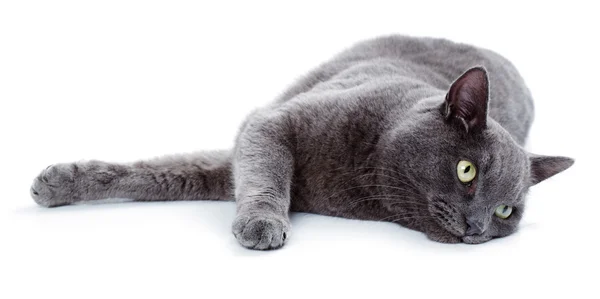 Πράσινο eyed μαλτέζικη γάτα επίσης γνωστή ως η βρετανική μπλε — Φωτογραφία Αρχείου