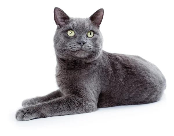 Green eyed Maltese cat also known as the British Blue — Stock Photo, Image