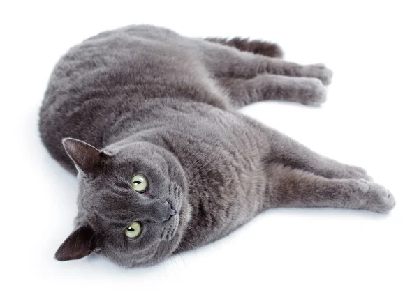 Green eyed Maltese cat also known as the British Blue — Stock Photo, Image