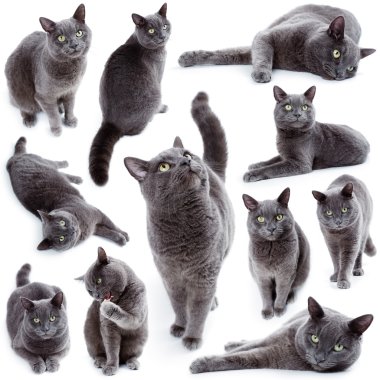 Yeşil derleme Malta kedi olarak da bilinen İngiliz mavi gözlü