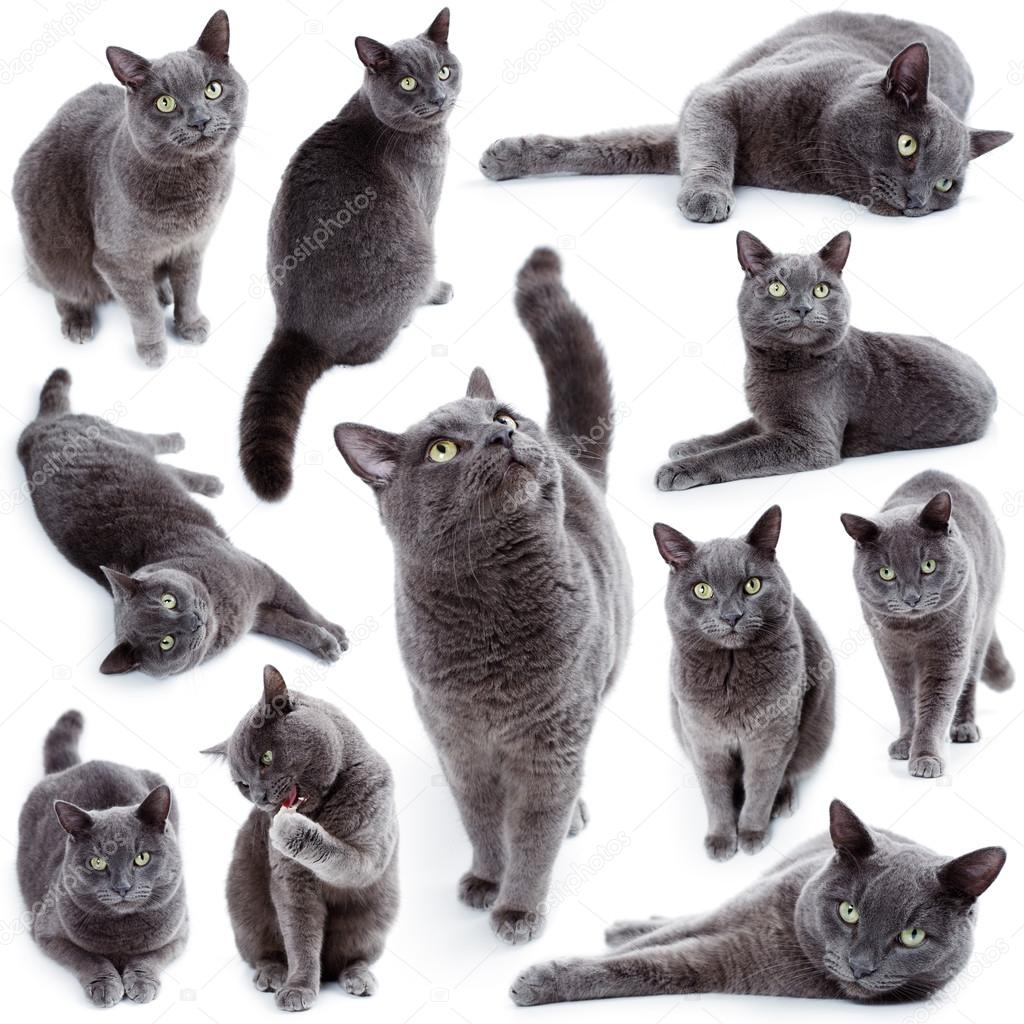 Yeşil derleme Malta kedi olarak da bilinen İngiliz mavi gözlü — Stok