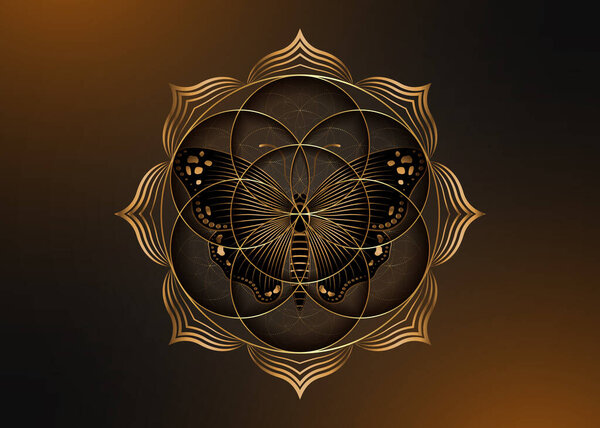 Цветок жизни икона лотоса и черная волшебная бабочка, священная геометрия янтра мандала, золотой символ гармонии и равновесия. Мистический талисман, вектор золотых линий, изолированный на старом темном фоне 