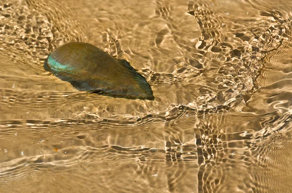 Estátua de peixe — Fotografia de Stock