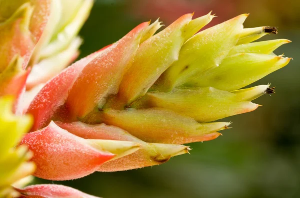 色とりどりの花の頭 — ストック写真