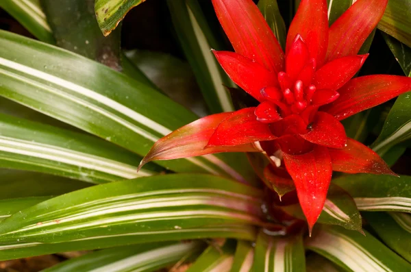 Flor vermelha — Fotografia de Stock