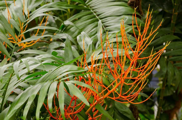 Orange Plant — Stock Photo, Image