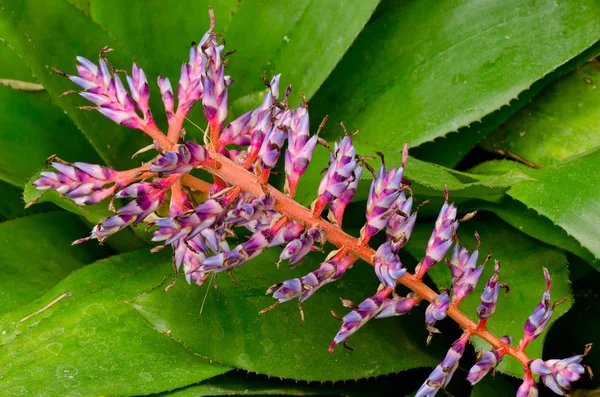 보라색 식물 — 스톡 사진