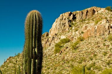 piestewa. zevce tepe