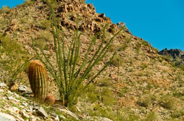 piestewa. zevce tepe