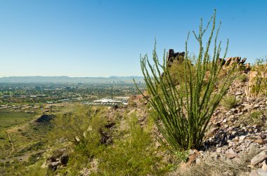 piestewa. zevce tepe