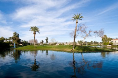 Palmiye ağacı Adası