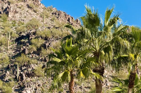 Árvores de palma Arizona — Fotografia de Stock