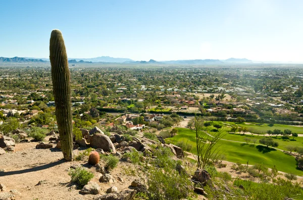 Cactus — Stock Photo, Image