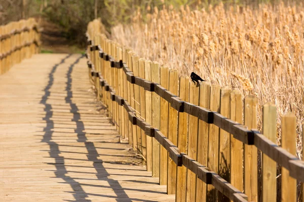 Passerelle en bois — Photo