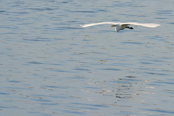 Grote witte zilverreiger — Stockfoto