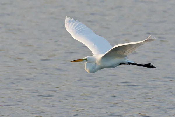 Great White Egret — Stock Photo, Image