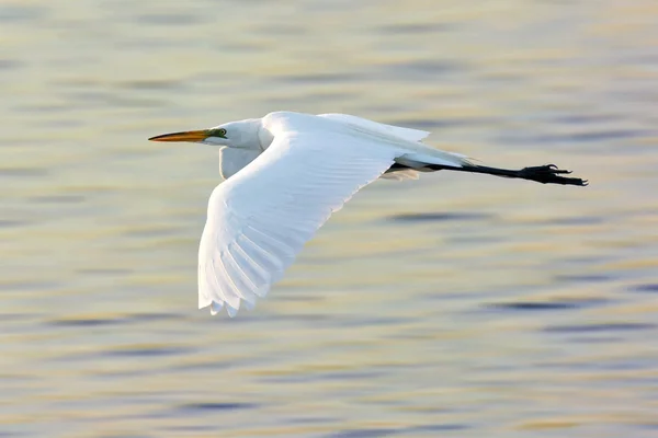 Great White Egret — Stock Photo, Image