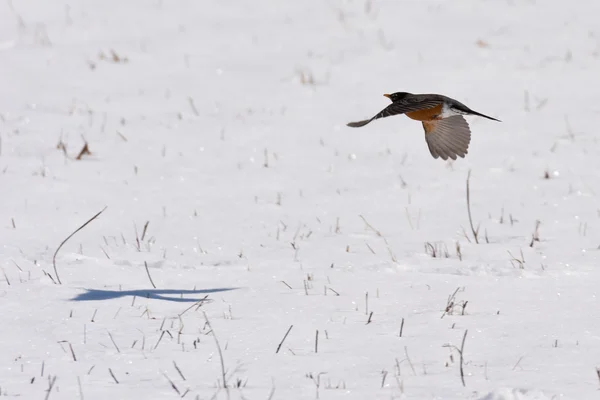 Uccello in volo — Foto Stock