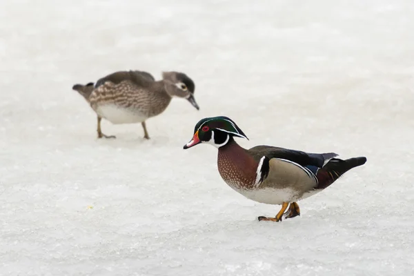 Ducks — Stock Photo, Image