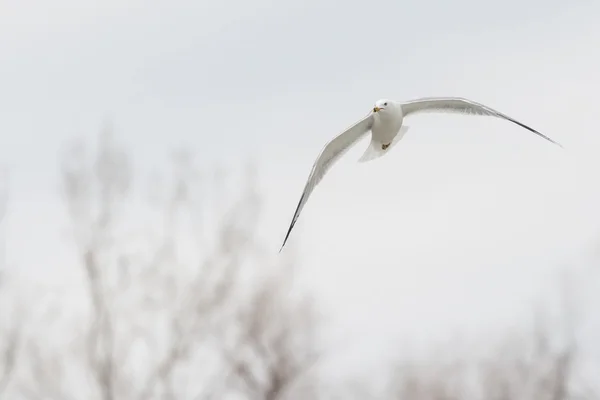 Seagull Flying — Stock Photo, Image