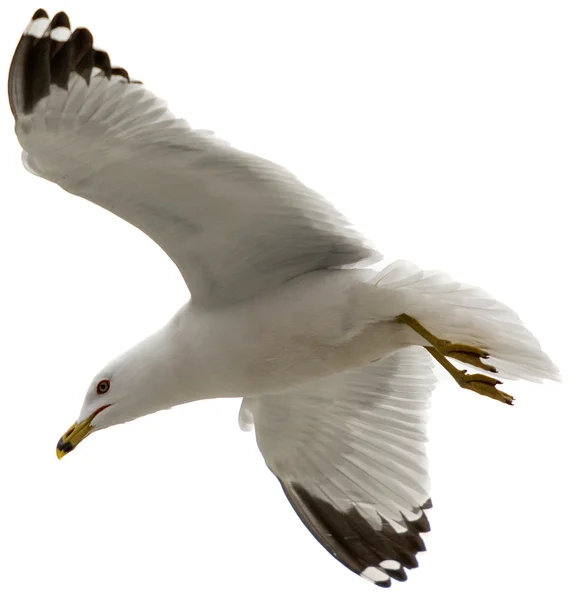 Seagull Flying — Stock Photo, Image