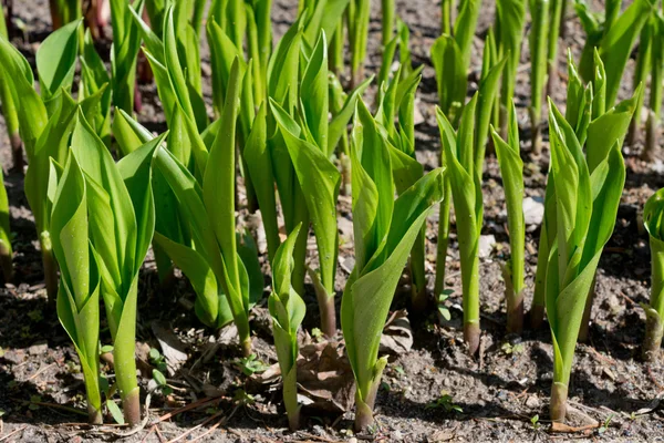 Lily of the Valley — Stock Photo, Image