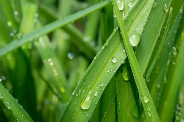 yağmur damlası makro