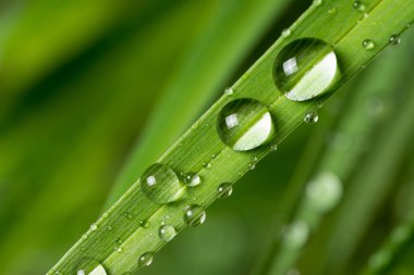 yağmur damlası makro