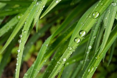 yağmur damlası makro