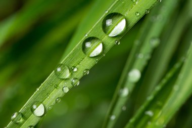 yağmur damlası makro