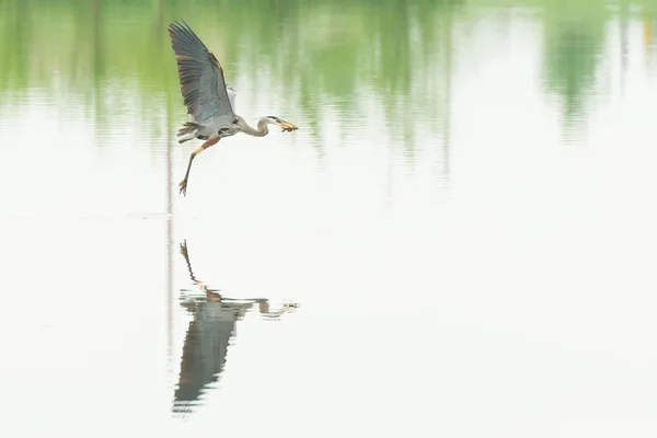 Garza gris — Foto de Stock