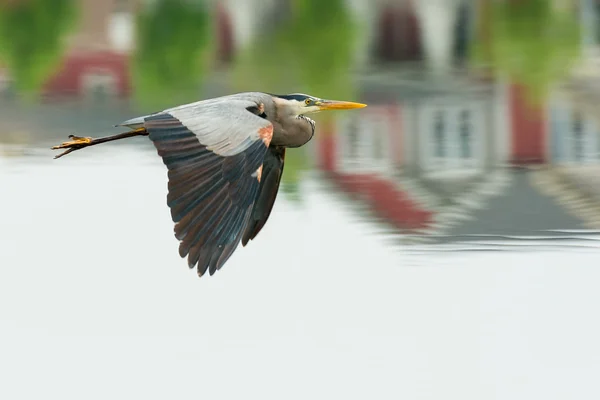 Grey Heron — Stock Photo, Image